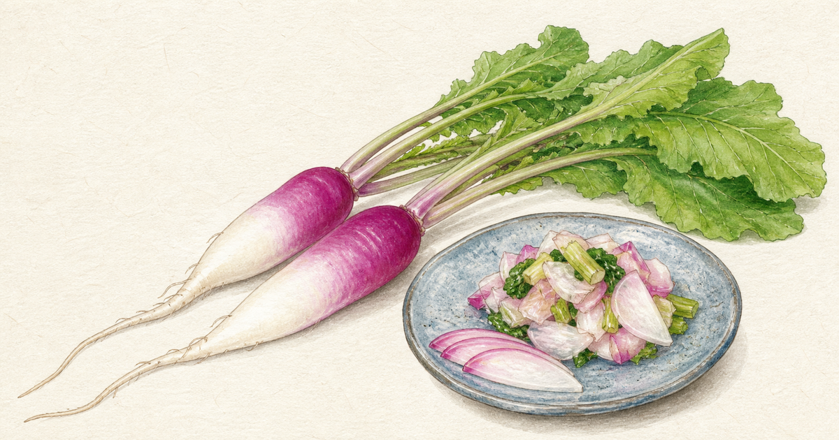 紫紅色から白へ移る日野菜の根と葉を漬けた近江日野の日野菜漬けの図鑑イラスト